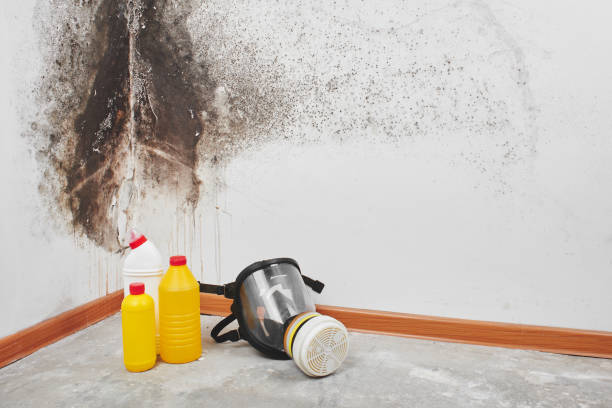 Best Bathroom Mold Remediation in Yuba City, CA