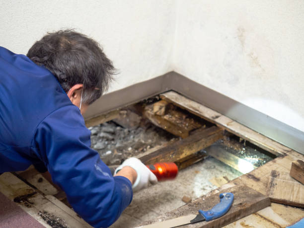 Best Mold Testing and Inspection Services in Yuba City, CA
