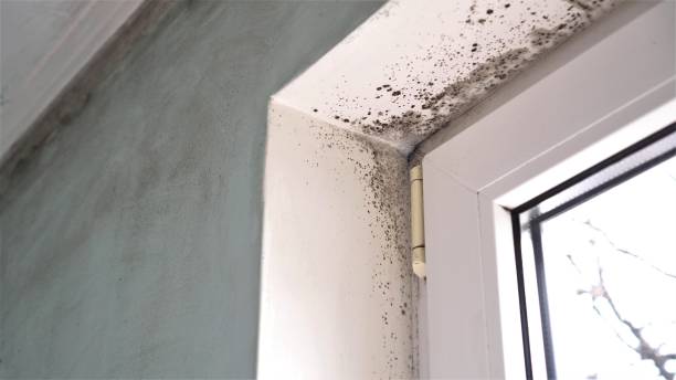 Best Basement Mold Remediation in Yuba City, CA