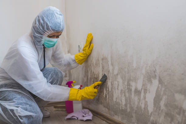 Best Attic Mold Remediation in Yuba City, CA