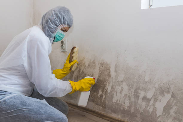 Best Insurance-Related Mold Remediation in Yuba City, CA