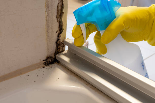 Best Kitchen Mold Remediation in Yuba City, CA