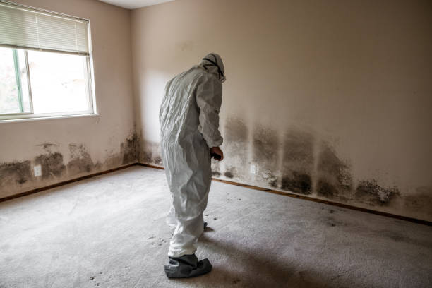Best Emergency Mold Remediation in Yuba City, CA