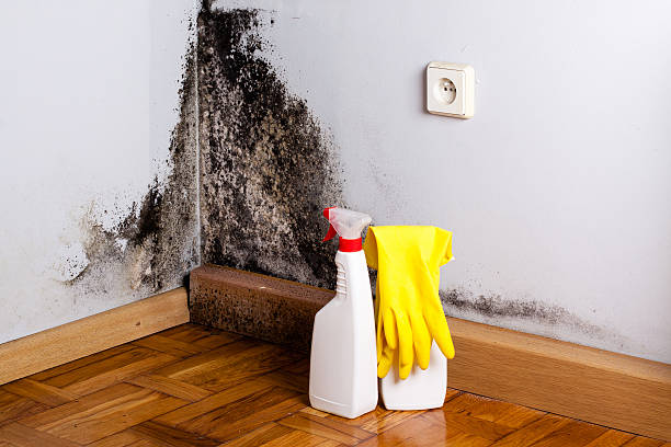 Best Residential Mold Remediation in Yuba City, CA