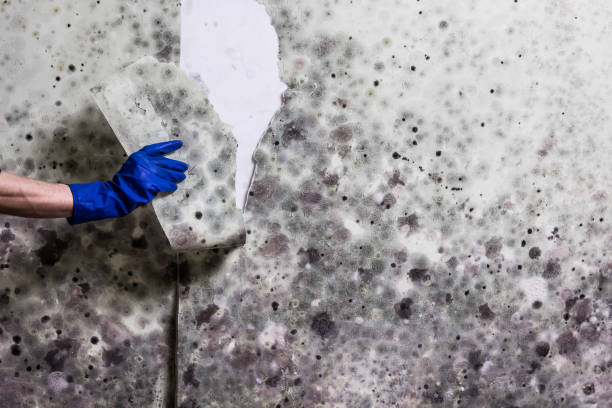 Best Industrial Mold Remediation in Yuba City, CA